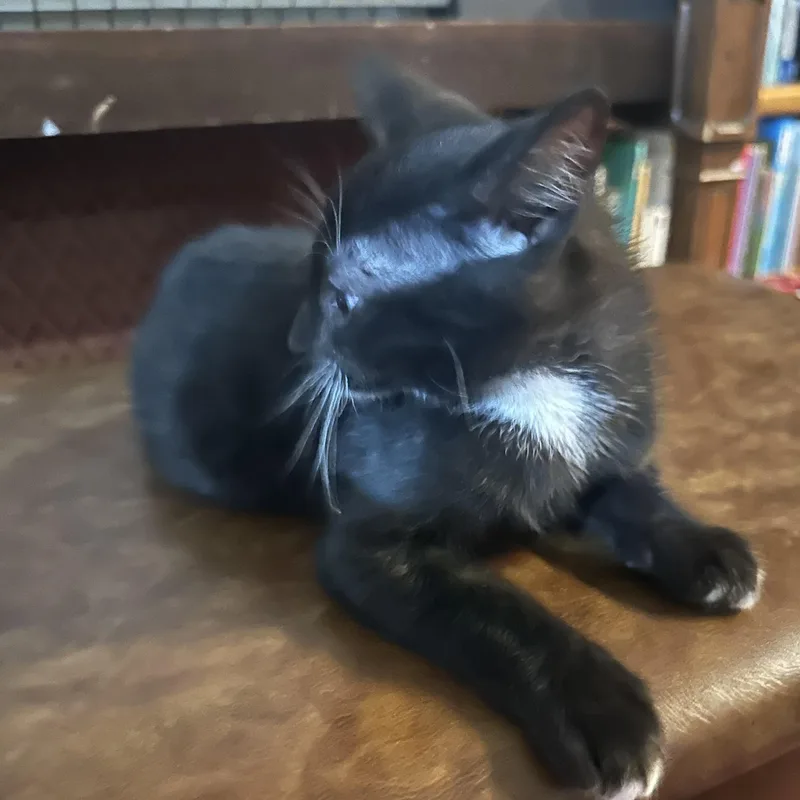 Bodhi Indoor Only thumbnail 2