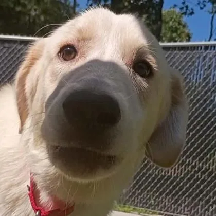 An adult large-sized male Great Pyrenees dog named Asriel for adoption in Voorhees, NJ