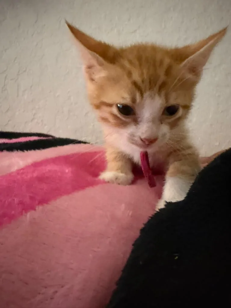 A baby medium-sized male Orange & White Domestic Short Hair cat named Gaston for adoption in Kempner, TX