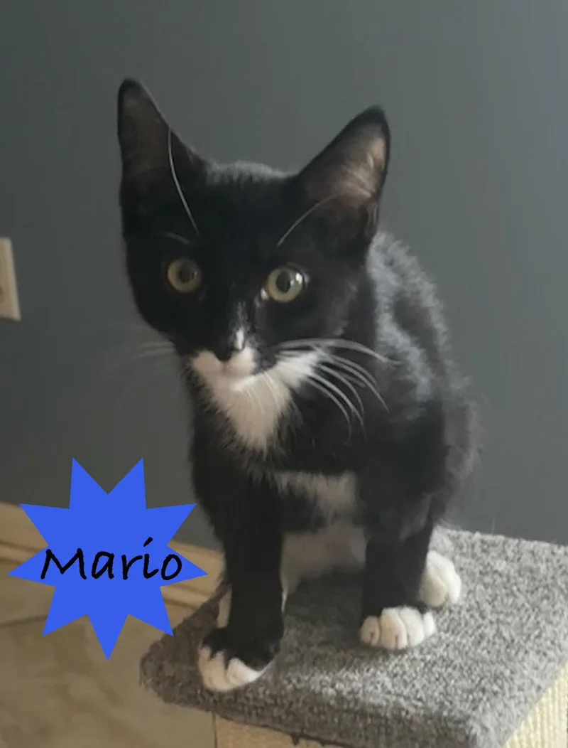 A baby medium-sized male Black & White / Tuxedo Domestic Short Hair cat named Mario for adoption in Longwood, FL