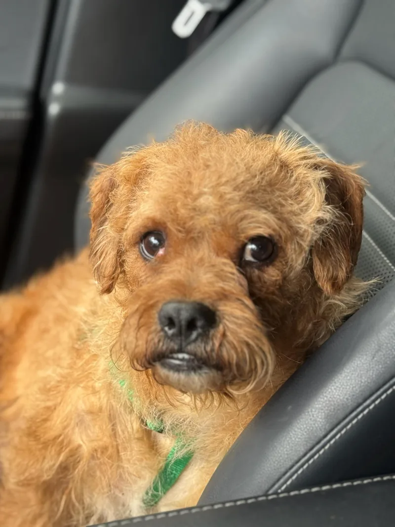 An adult small-sized female Golden Cairn Terrier dog named Spud for adoption in Austin, TX