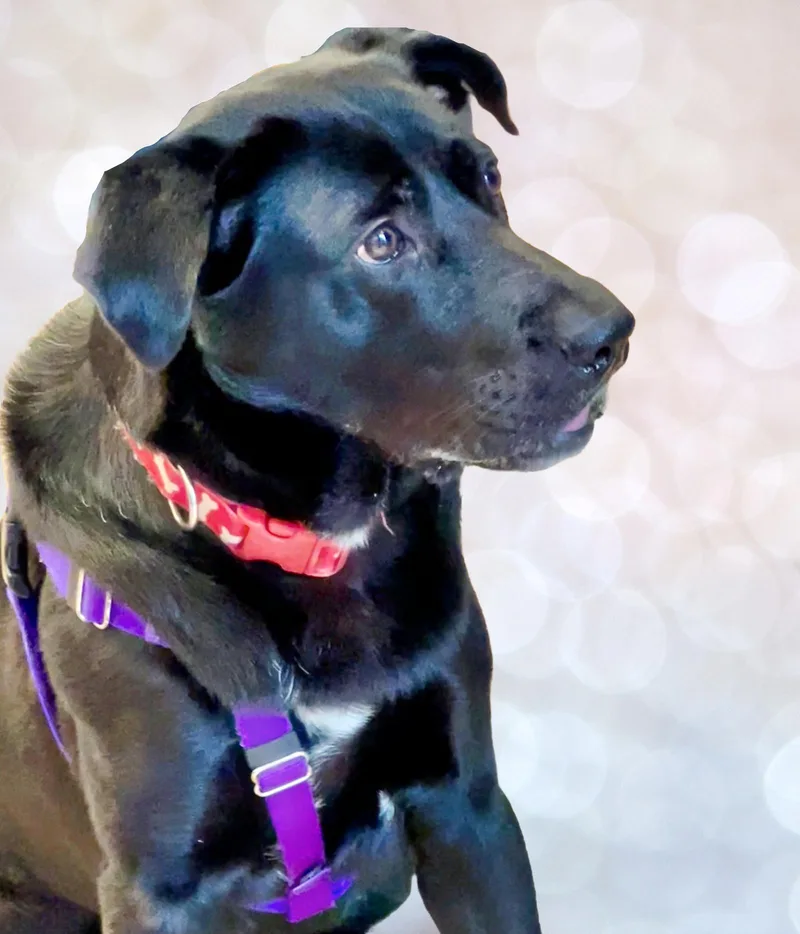 An adult large-sized female Labrador Retriever dog named Bama for adoption in Atlanta, GA