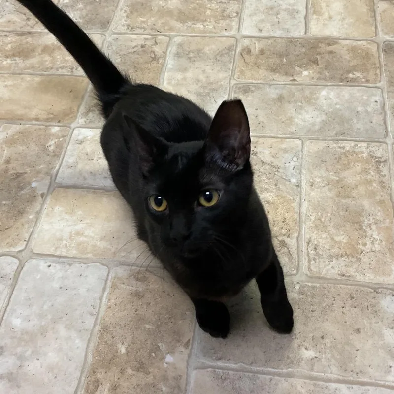 A young small-sized male Black Domestic Short Hair cat named Noggin Head for adoption in Monroe, LA