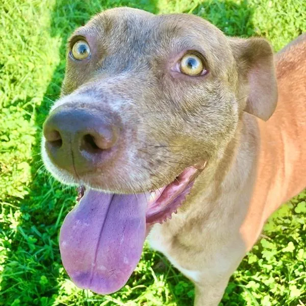 An adult large-sized female Australian Cattle Dog / Blue Heeler dog named Thelma Bonded Buddy for adoption in Des Moines, IA