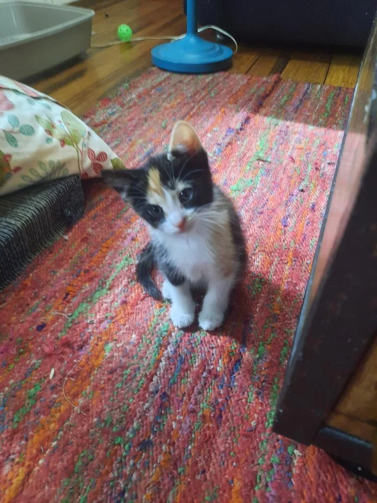 A baby small-sized female Domestic Short Hair cat named Tootsie for adoption in Hamilton, OH