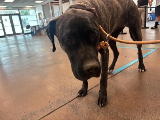 A young medium-sized female Pit Bull Terrier dog named Faith for adoption in Van Nuys, CA
