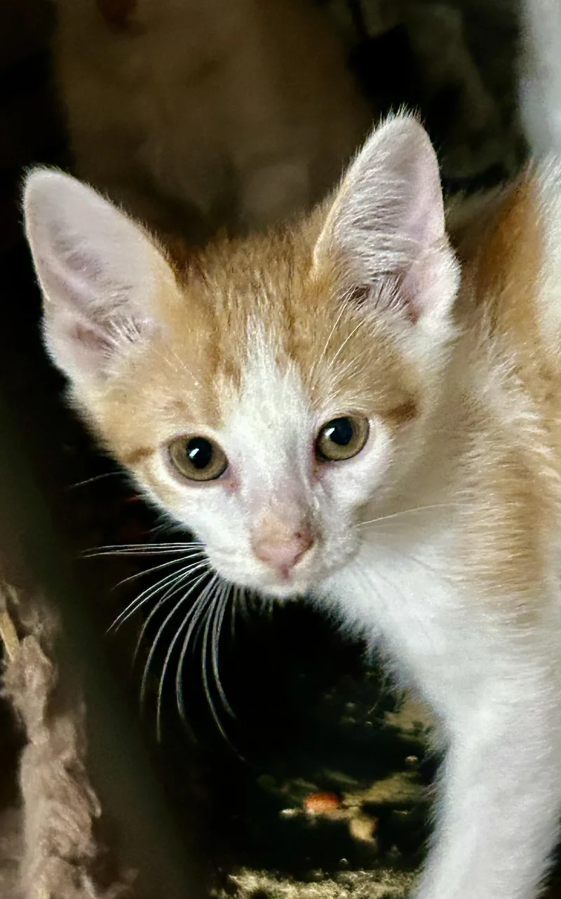 Albert aka Ali