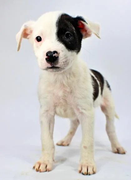 A baby large-sized male Labrador Retriever dog named Justin for adoption in Morton Grove, IL