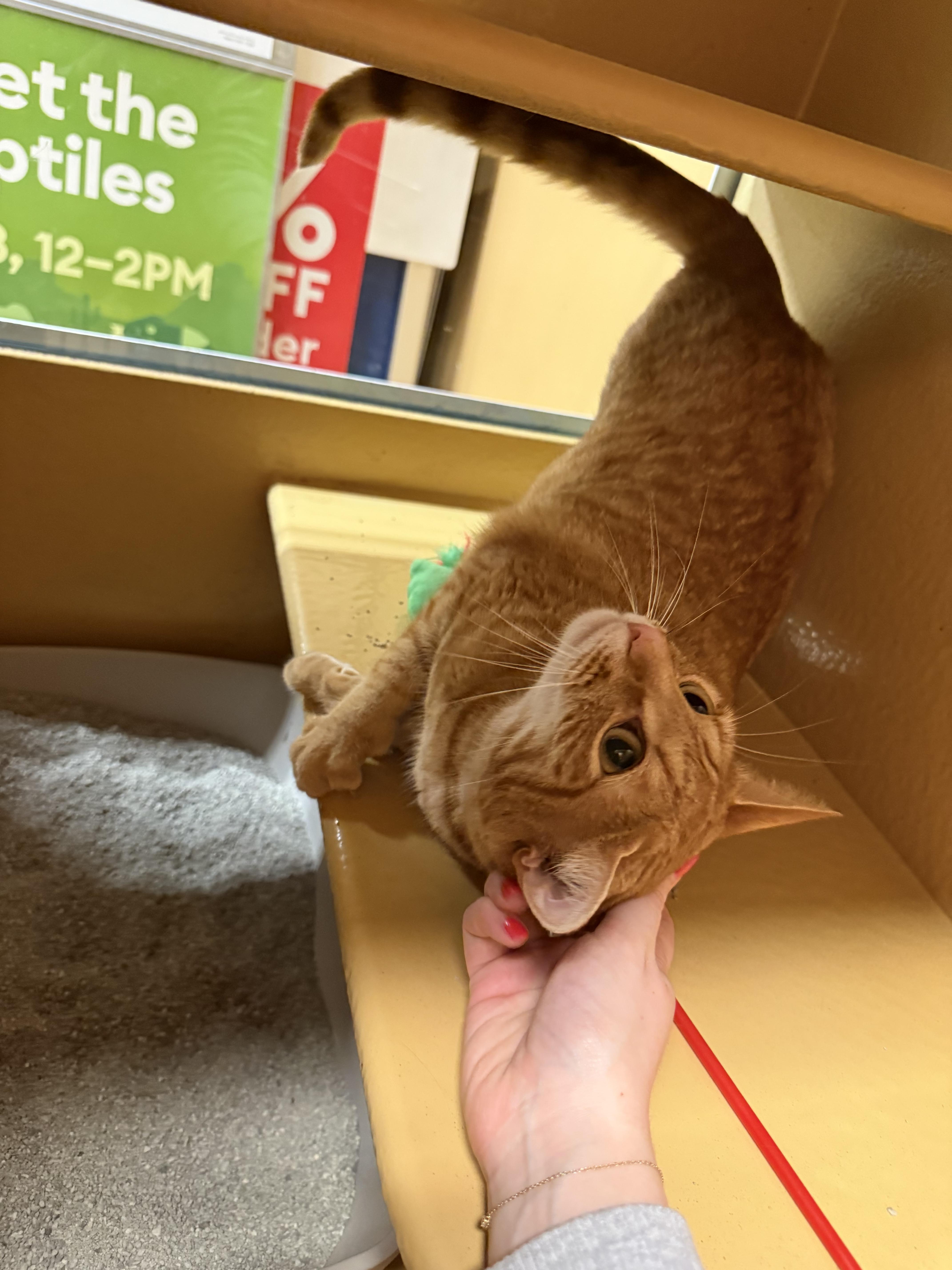 An adult medium-sized male Domestic Short Hair cat named Chuy for adoption in Clayton, NC