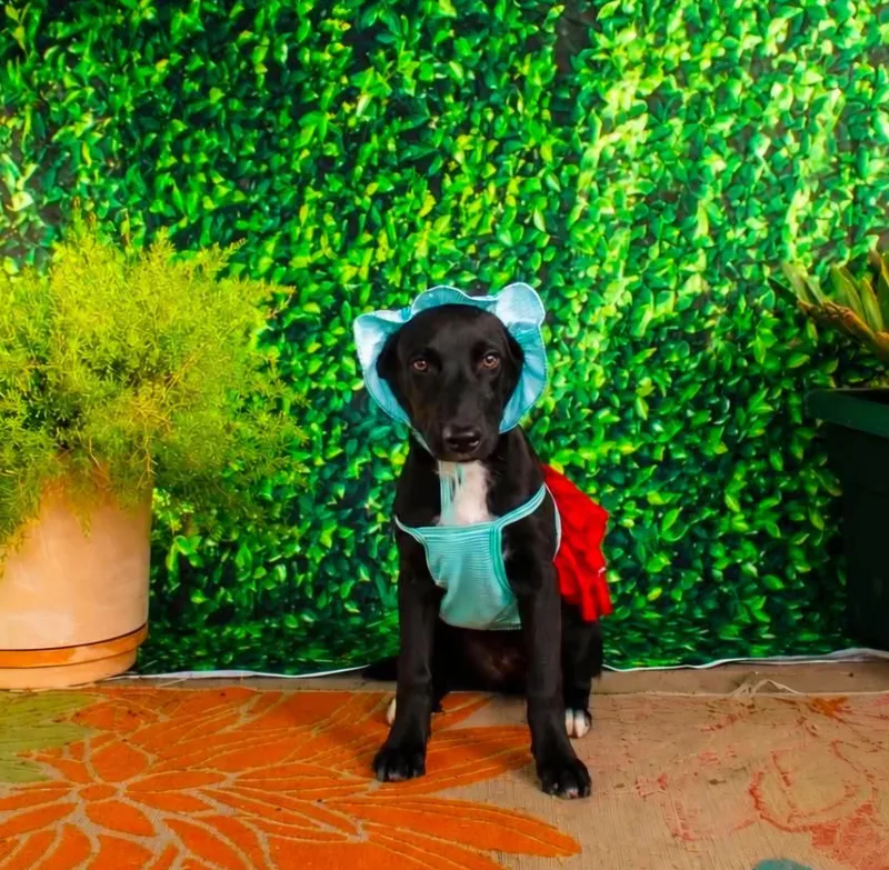 A young medium-sized female German Shepherd Dog dog named Cookie for adoption in Gregory, TX
