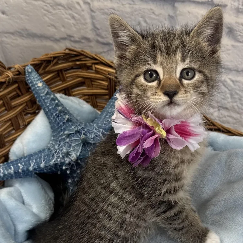 A baby small-sized male Brown / Chocolate Domestic Short Hair cat named Thyme for adoption in Harrisonburg, VA