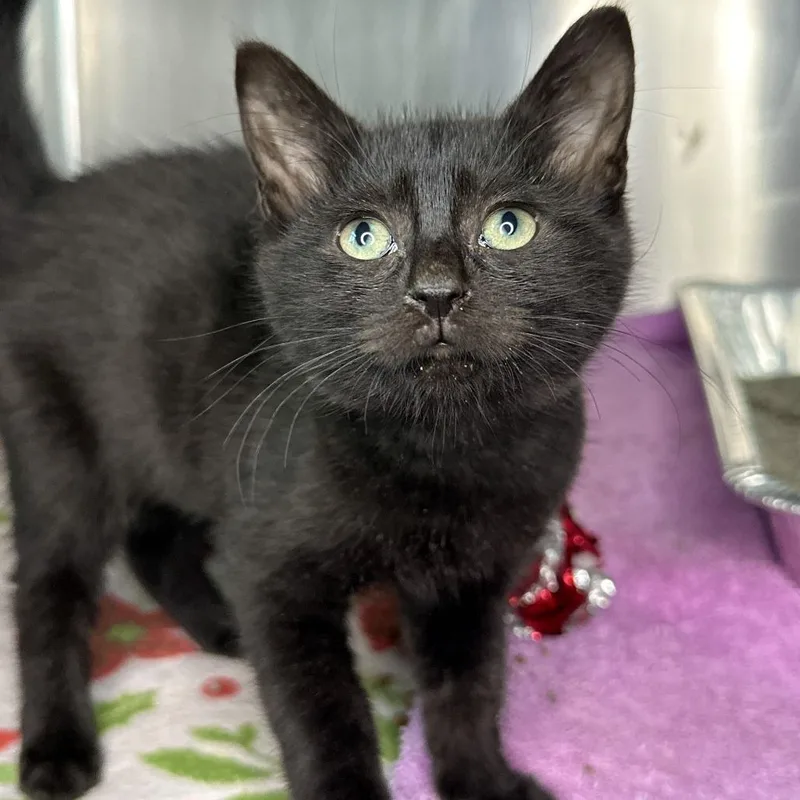 A baby small-sized female Black Domestic Short Hair cat named Jaffar for adoption in Matteson, IL