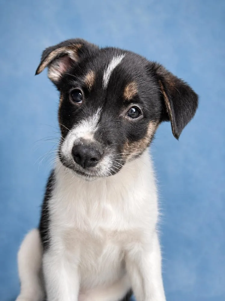 A baby medium-sized male Mixed Breed dog named Charlie for adoption in Jefferson Hills, PA