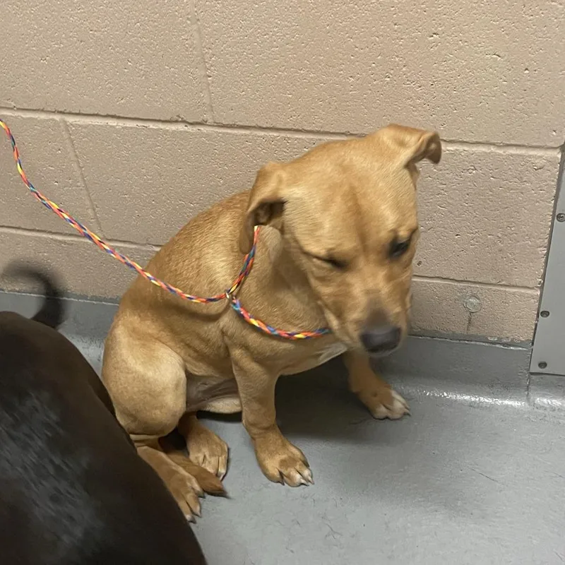 A baby medium-sized female Labrador Retriever dog named Dylan for adoption in Tacoma, WA