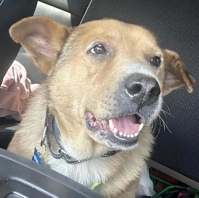 A senior medium-sized male Yellow / Tan / Blond / Fawn Terrier dog named Gideon for adoption in Naperville, IL