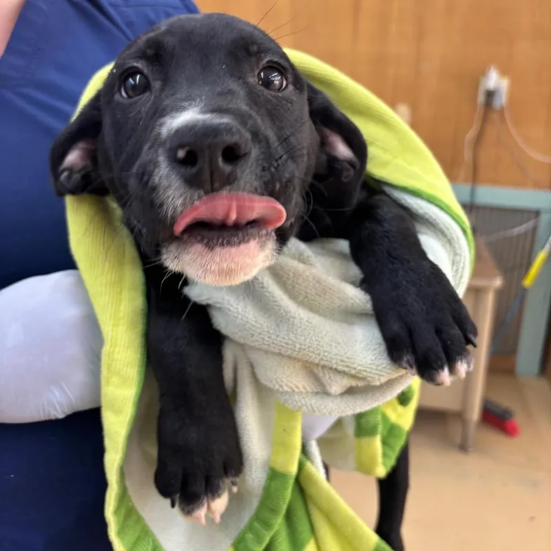 A baby small-sized male Black Labrador Retriever dog named Zain for adoption in Parrish, AL