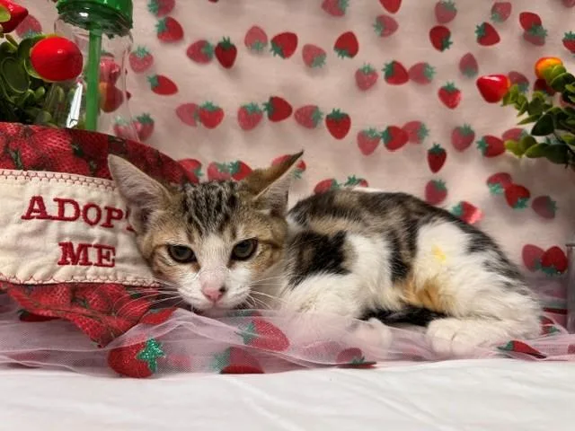 A baby small-sized female Domestic Short Hair cat named Poppy for adoption in Fairfield, CA