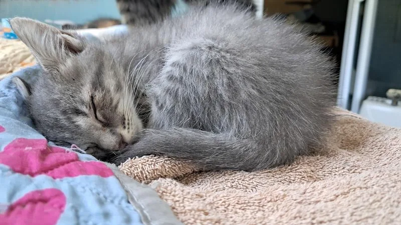 A baby medium-sized female Domestic Short Hair cat named Hildy for adoption in Saint Augustine, FL