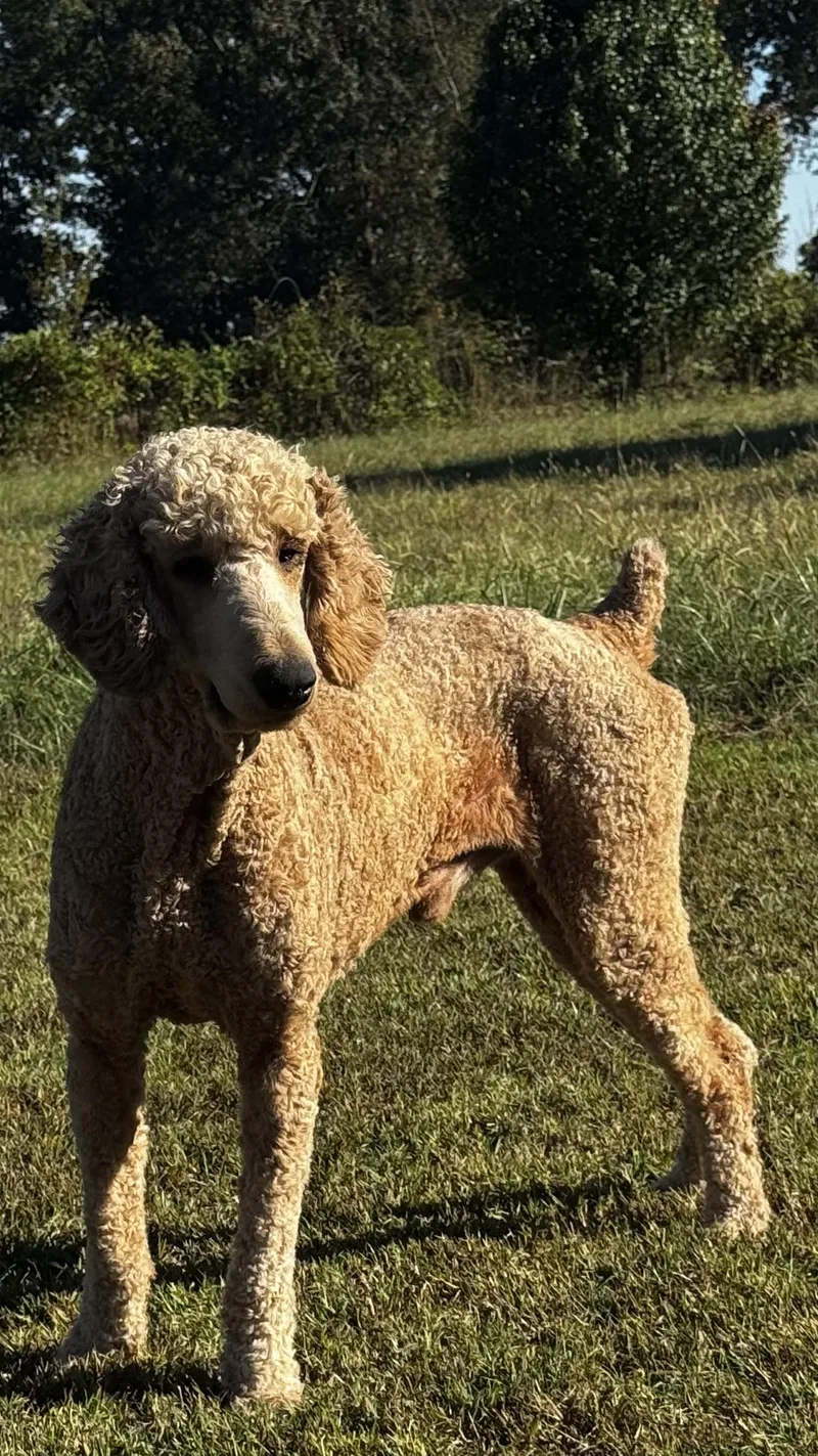 An adult medium-sized male Standard Poodle dog named Sam for adoption in Woodlawn, TN