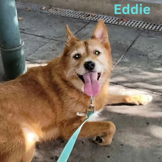 Eddie thumbnail 2
