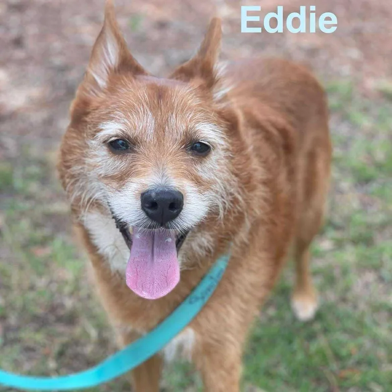 Eddie photo 1
