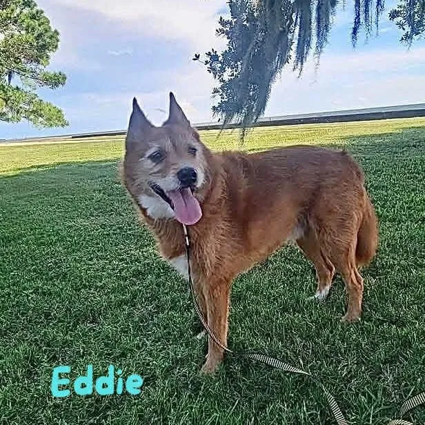 Eddie thumbnail 5