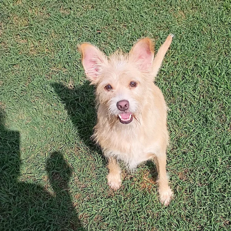 An adult small-sized female Apricot / Beige Terrier dog named Lila for adoption in Salisbury, MD