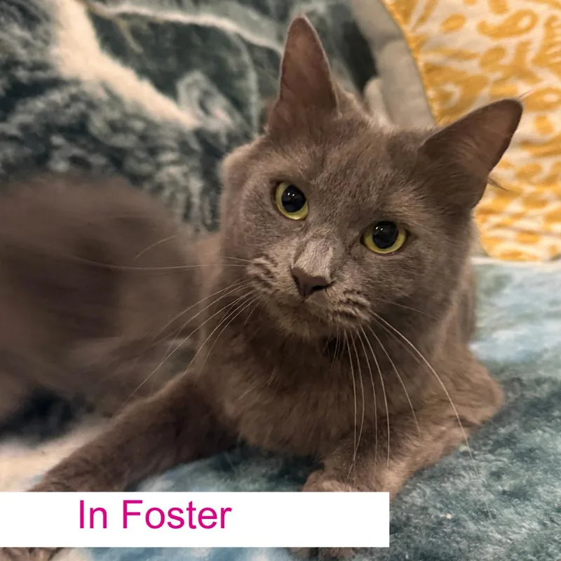 An adult medium-sized female Gray / Blue / Silver Domestic Short Hair cat named Camilla for adoption in Chapel Hill, NC