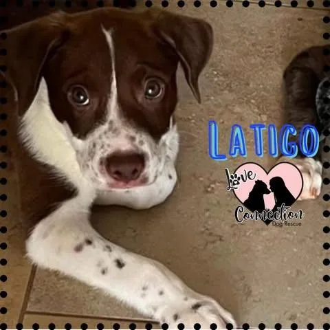 A baby medium-sized male Brown / Chocolate Pit Bull Terrier dog named Latico for adoption in Gilbert, AZ