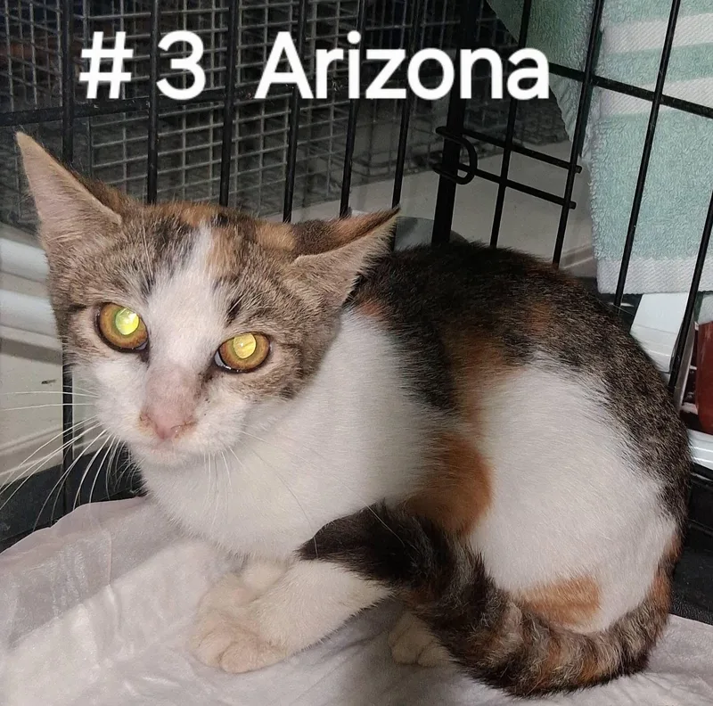 A baby medium-sized female Calico cat named Arizona for adoption in Little River, SC