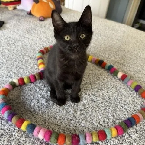 A baby medium-sized male Black Domestic Short Hair cat named Pumba for adoption in Ferndale, WA