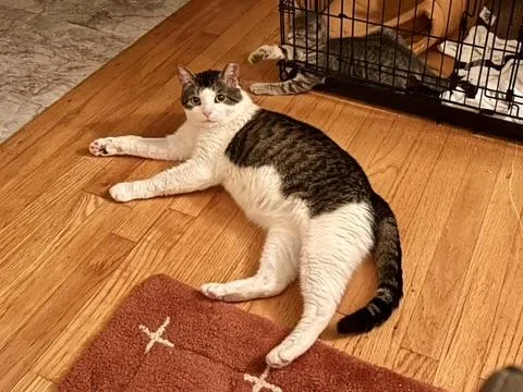 A young large-sized male Gray & White Domestic Short Hair cat named Meatball for adoption in Flushing, NY