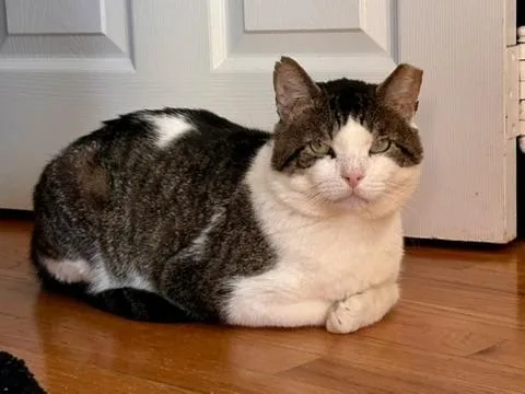 Meatball thumbnail 2
