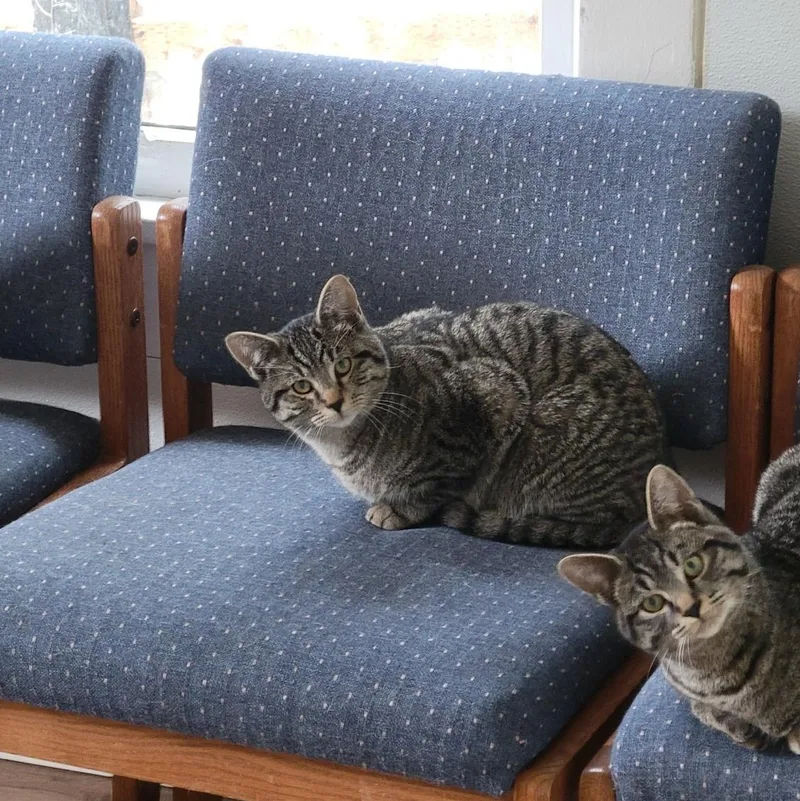 A young medium-sized male Tabby (Brown / Chocolate) Domestic Short Hair cat named Dude for adoption in Port Angeles, WA