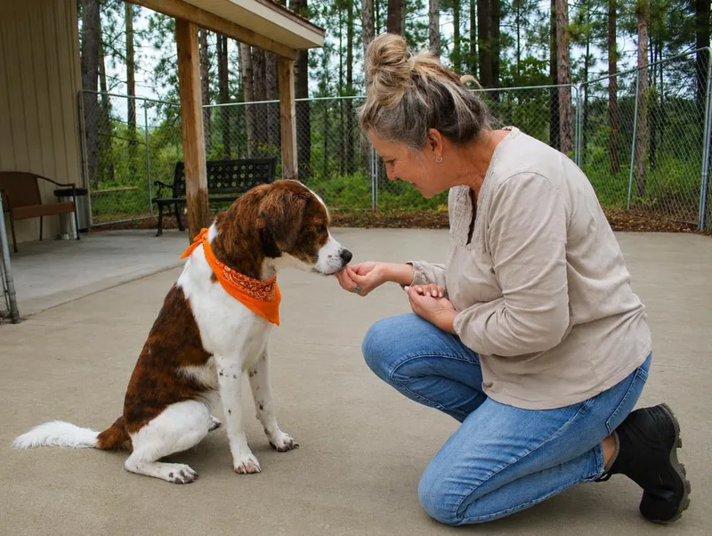 An adult medium-sized male Bicolor Retriever dog named Hankie for adoption in Cheboygan, MI