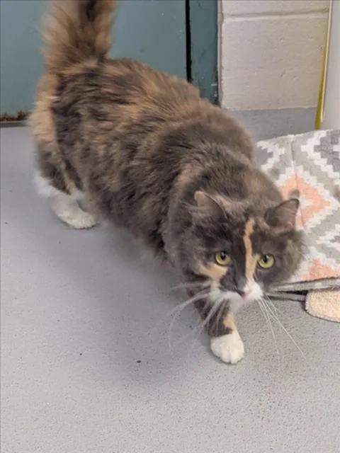 An adult medium-sized female Domestic Long Hair cat named A for adoption in Wilmington, NC