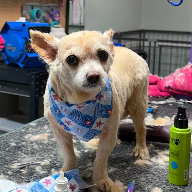 A senior small-sized male Yellow / Tan / Blond / Fawn Mixed Breed dog named Daryl for adoption in Rockville, MD