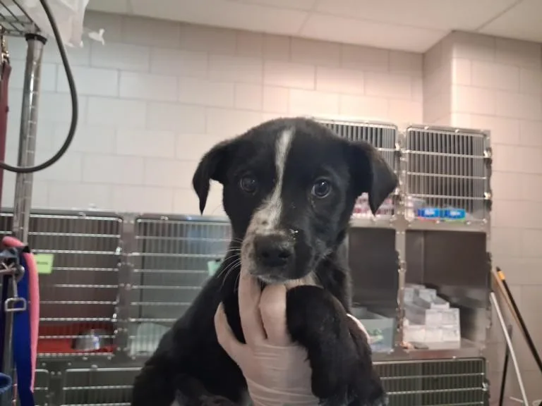 A baby small-sized female Mixed Breed dog named Shirley for adoption in Santa Fe, NM