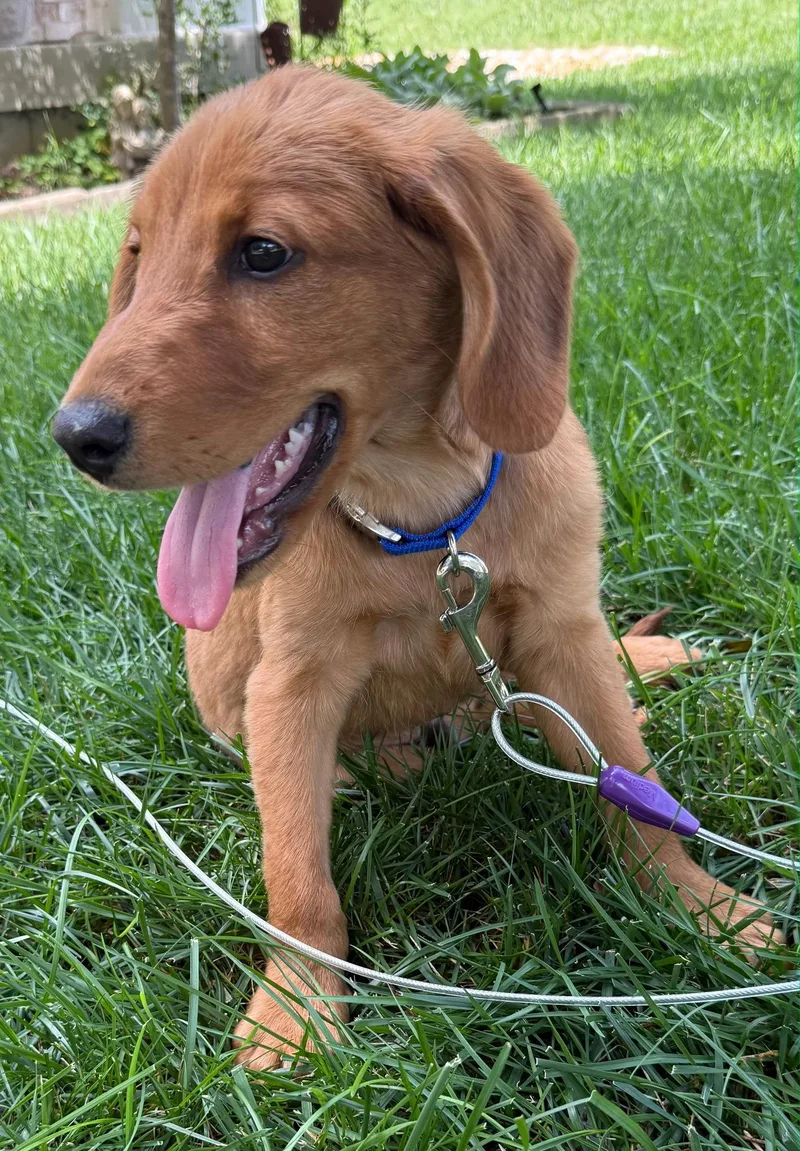 Puppy Lil Daddy thumbnail 3