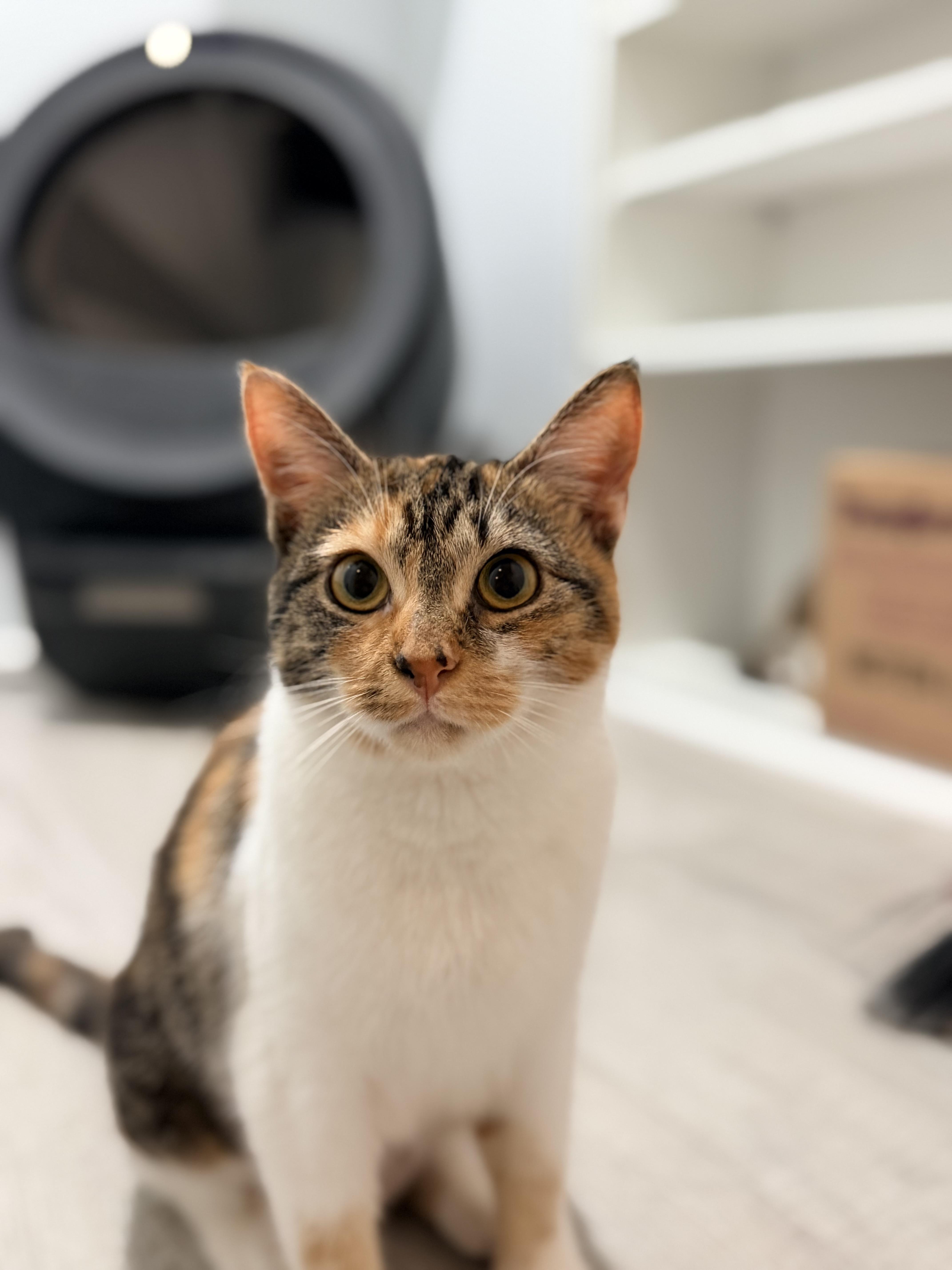 A young medium-sized female Torbie Domestic Short Hair cat named Miracle for adoption in Bellmawr, NJ
