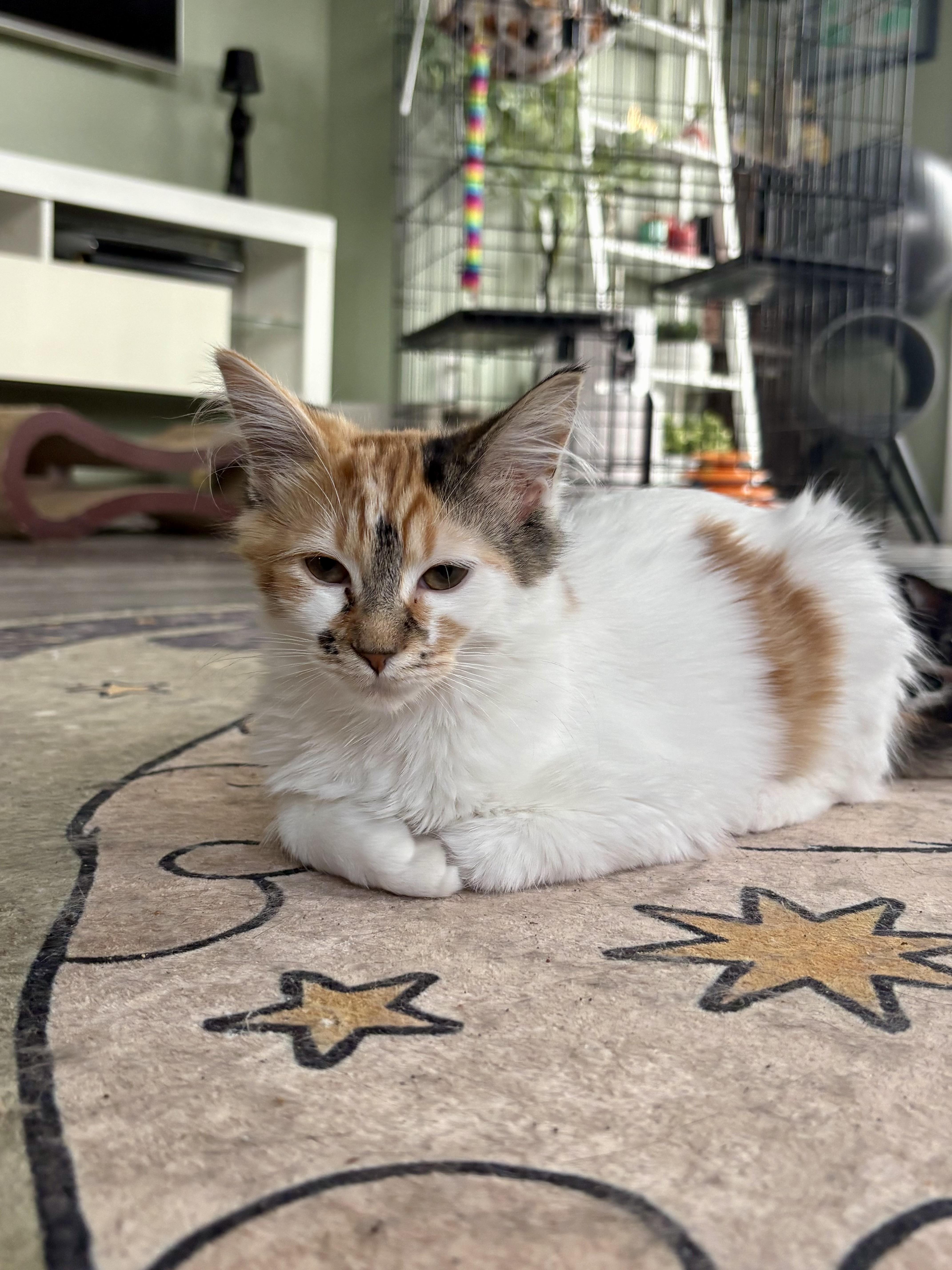 A baby small-sized female Calico Domestic Medium Hair cat named Regina George for adoption in Richmond, VA
