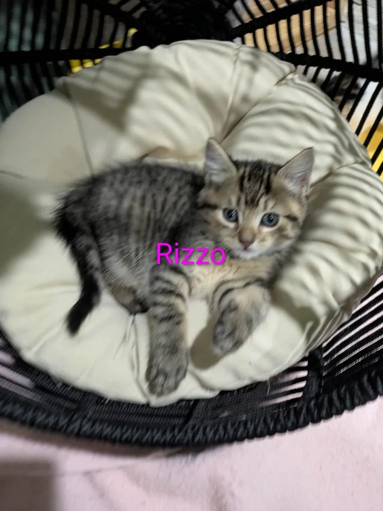 A baby medium-sized female Domestic Short Hair cat named Betty "rizzo for adoption in Parkville, MD