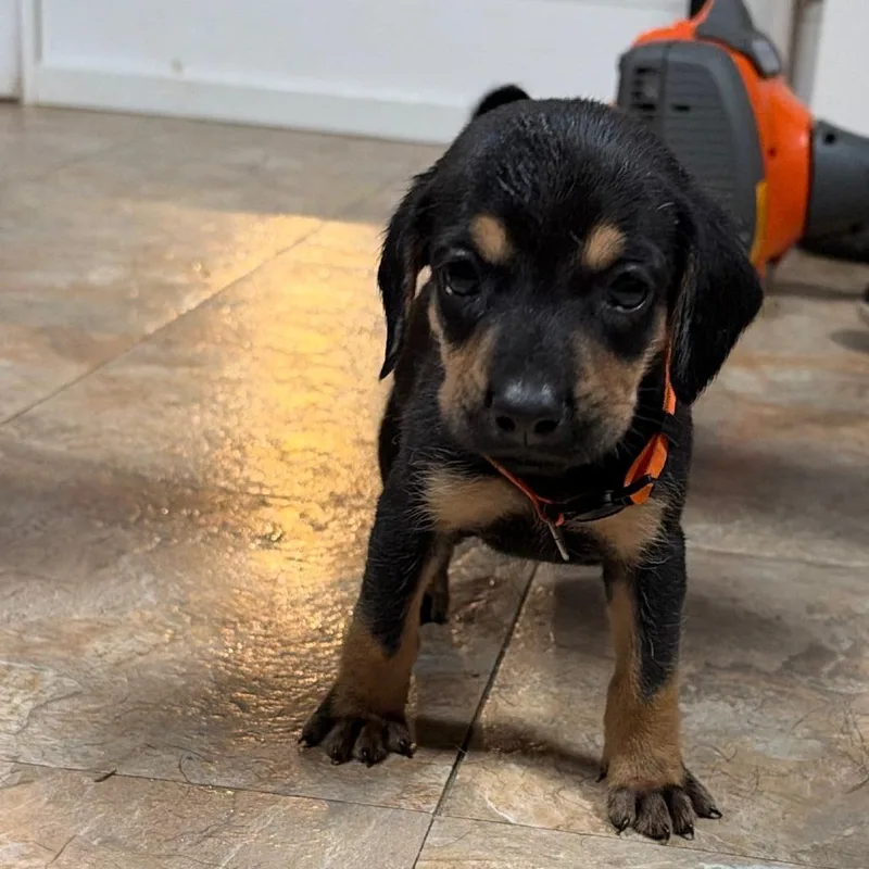 A baby small-sized male Black Mixed Breed dog named Cashew for adoption in Fredericksburg, VA