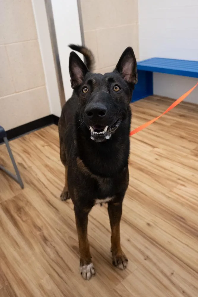 An adult large-sized male Apricot / Beige Belgian Shepherd / Malinois dog named Rooster located in for adoption in Imlay City, MI