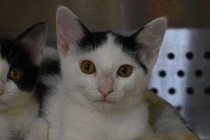 A young large-sized female Domestic Short Hair cat named Sonnett for adoption in Kansas City, MO