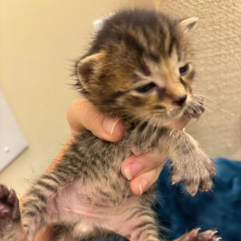 A baby small-sized male Gray / Blue / Silver Domestic Short Hair cat named Dodger for adoption in Madisonville, TN