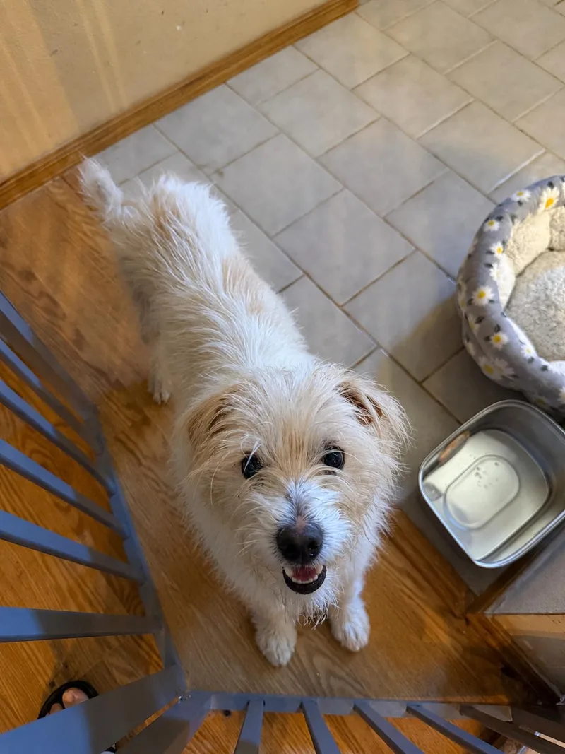 A young small-sized male White / Cream West Highland White Terrier / Westie dog named Quentin for adoption in Phoenix , AZ