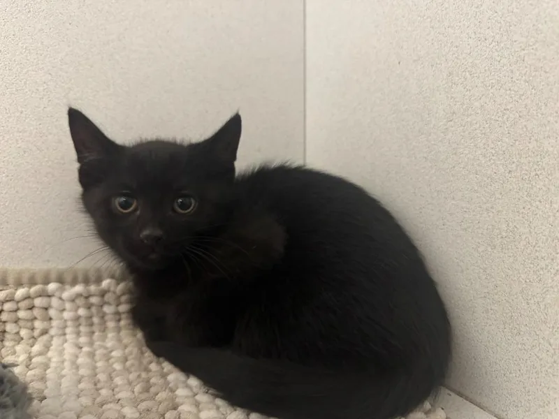 A baby small-sized male Domestic Short Hair cat named Cinder for adoption in New Kensington, PA