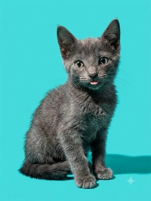 A baby small-sized male Domestic Short Hair cat named Triss for adoption in Jacksonville, FL