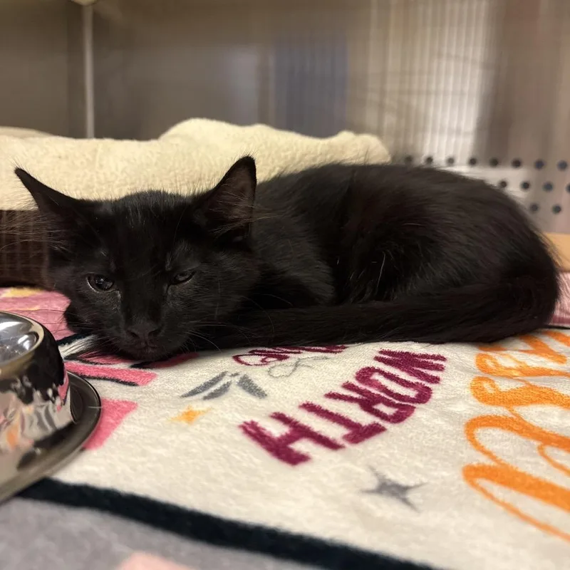A baby small-sized female Black Domestic Short Hair cat named Coco Puff for adoption in Knoxville, TN